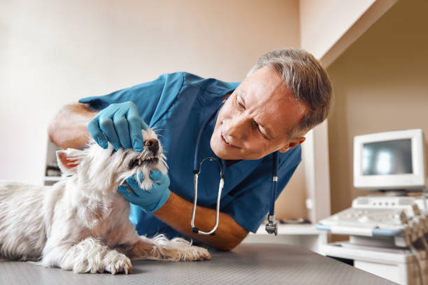 Best 24-Hour Emergency Dentist in High Bridge, NJ